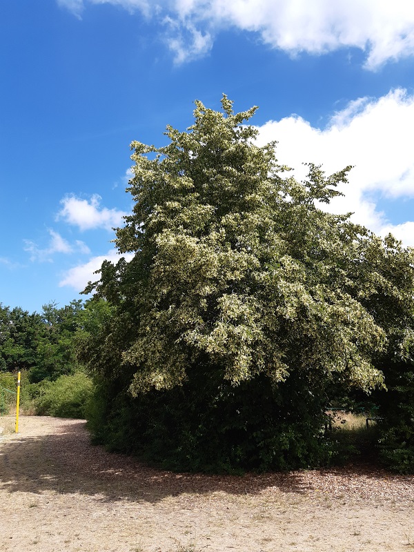 Grüße aus dem Schulgarten